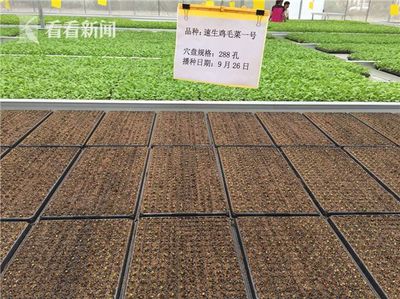 科技賦能民生 上海交大團隊引領無公害農業與智能交通新篇章